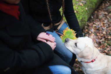 Sonbahar bahçesinde yürüyüş yapan sevimli bir köpek.