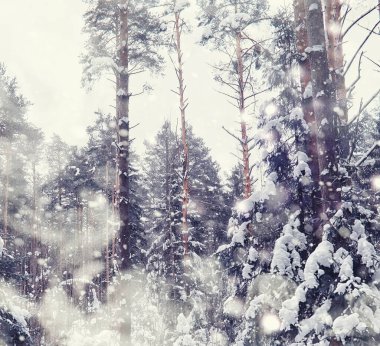 Kış orman manzarası. Kar altında uzun ağaçlar. Ocak ayının soğuk günü parkta.