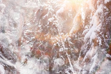 Kış manzarası. Karların altındaki orman. Kış Parkı.