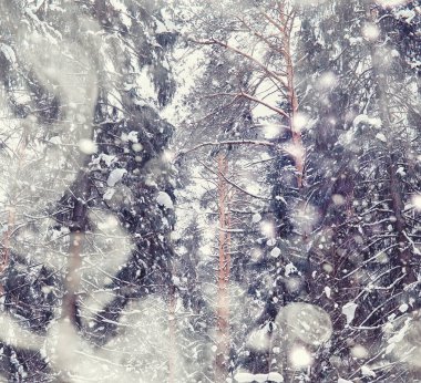 Kış orman manzarası. Kar altında uzun ağaçlar. Ocak ayının soğuk günü parkta.