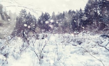 Kış orman manzarası. Kar altında uzun ağaçlar. Ocak ayının soğuk günü parkta.