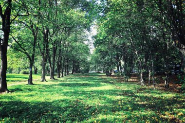 Parlak bahar, şafakta ormanda yeşilleniyor. Doğa ilkbaharın başlarında canlanır..