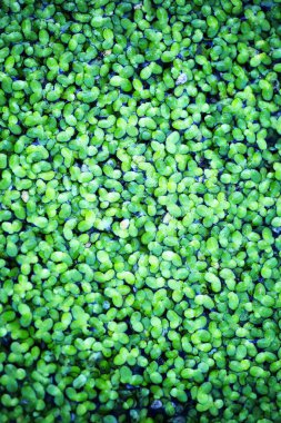 Dört yapraklı yonca arkaplanı. Geleneksel İrlanda sembolü. Aziz Patrick Günü.