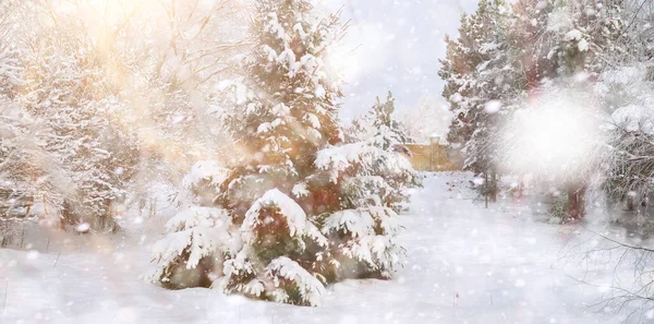 Winterpark Landschaft Bei Verschneitem Wetter Januartag — Stockfoto