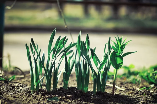Яскрава Весняна Зелень Світанку Лісі Природа Оживає Початку Весни — стокове фото