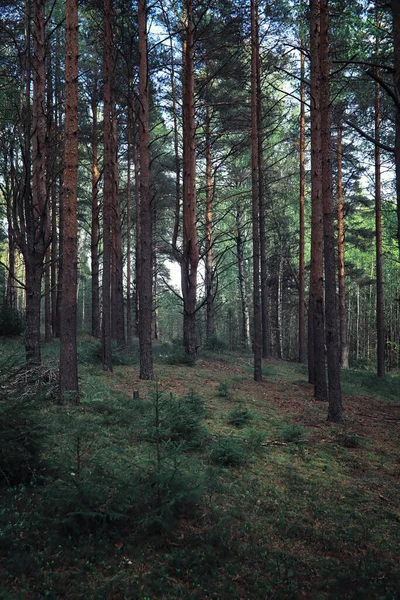 Verdes Brillantes Primavera Amanecer Bosque Naturaleza Cobra Vida Principios Primavera — Foto de Stock