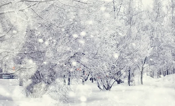 Paisagem Florestal Inverno Árvores Altas Sob Cobertura Neve Janeiro Dia — Fotografia de Stock