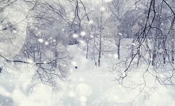 Зимний Лес Высокие Деревья Снежным Покровом Январь Морозный День Парке — стоковое фото