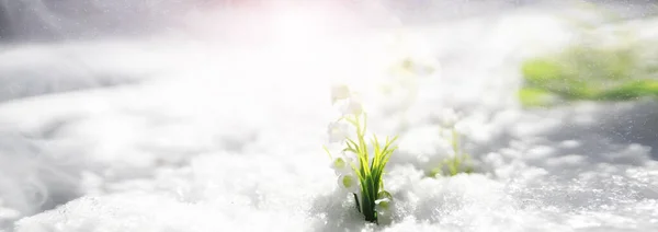 Primo Fiore Primaverile Bucaneve Nella Foresta Primavera Giornata Sole Nella — Foto Stock