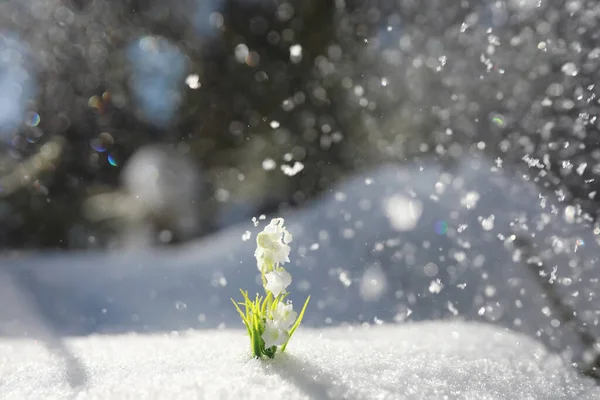 Primeira Flor Primavera Gota Neve Floresta Primavera Dia Ensolarado Floresta — Fotografia de Stock