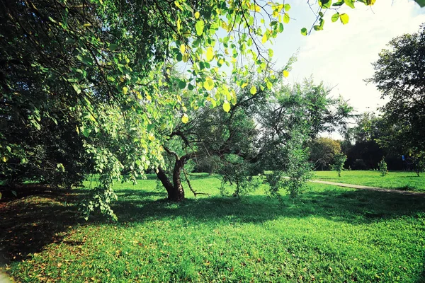 Jasna Wiosenna Zieleń Świcie Lesie Natura Ożywa Wczesną Wiosną — Zdjęcie stockowe