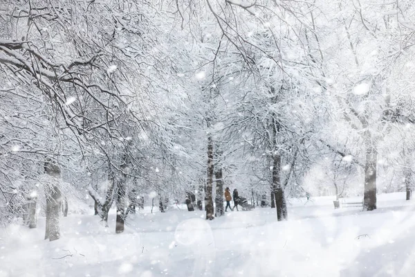 冬の風景 雪の下の森 ウィンターパーク — ストック写真