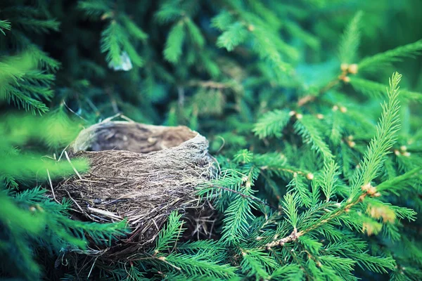 Jasna Wiosenna Zieleń Świcie Lesie Natura Ożywa Wczesną Wiosną — Zdjęcie stockowe