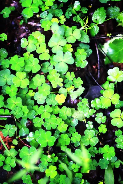 Pozadí Rostlinného Jetele Čtyři Listy Irský Tradiční Symbol Patrick Day — Stock fotografie