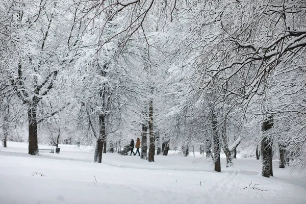 Paysage Hivernal Forêt Sous Neige Parc Hiver — Photo