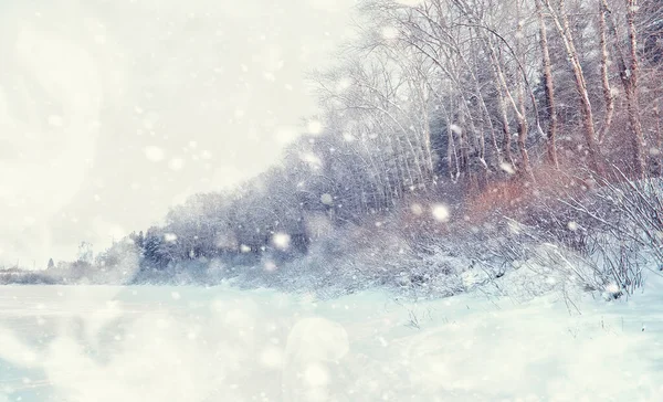 Winterbos Landschap Hoge Bomen Onder Sneeuw Januari Ijzige Dag Park — Stockfoto