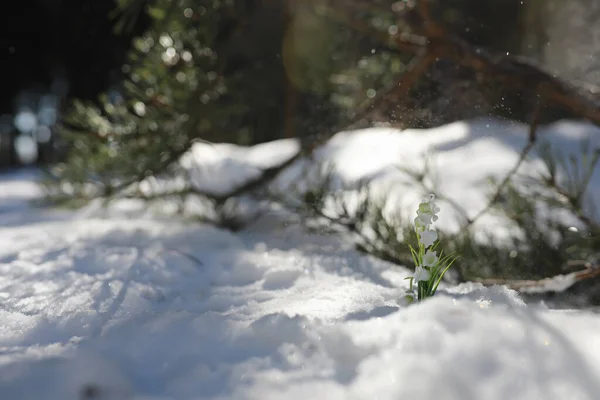 Primo Fiore Primaverile Bucaneve Nella Foresta Primavera Giornata Sole Nella — Foto Stock