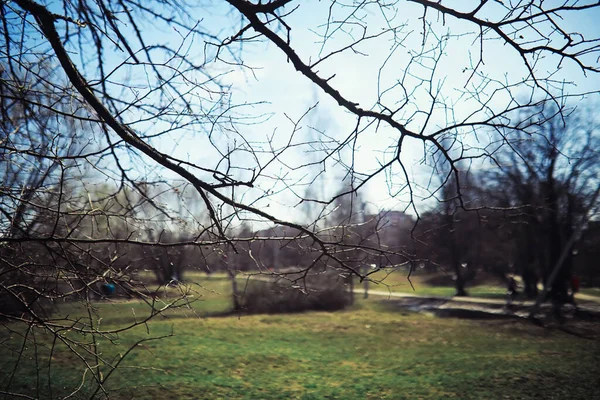 Ljusa Vårgreener Gryningen Skogen Naturen Vaknar Till Liv Tidigt Våren — Stockfoto