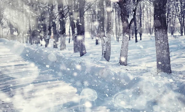 Vinterskogens Landskap Höga Träd Snötäcket Januari Frostiga Dag Parken — Stockfoto