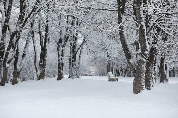 Зимовий Пейзаж Ліс Під Снігом Зимовий Парк — стокове фото