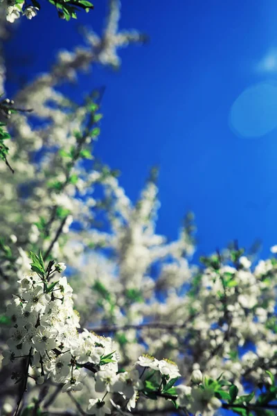 Verdes Brillantes Primavera Amanecer Bosque Naturaleza Cobra Vida Principios Primavera — Foto de Stock