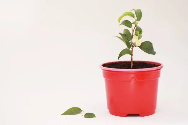 Planta Maceta Trasplante Cuidado Sobre Fondo Blanco — Foto de Stock