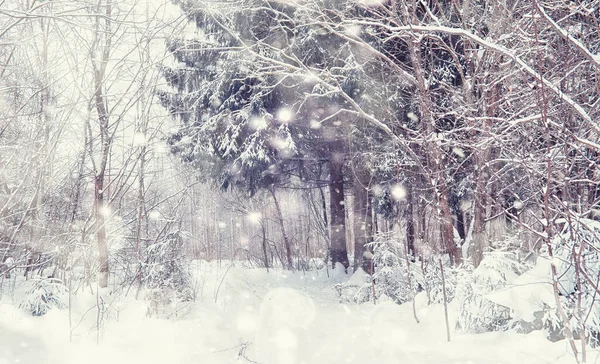 Vinterskogens Landskap Höga Träd Snötäcket Januari Frostiga Dag Parken — Stockfoto