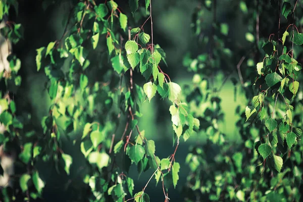 Vert Printanier Lumineux Aube Dans Forêt Nature Prend Vie Début — Photo