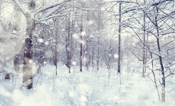 Paisagem Florestal Inverno Árvores Altas Sob Cobertura Neve Janeiro Dia — Fotografia de Stock