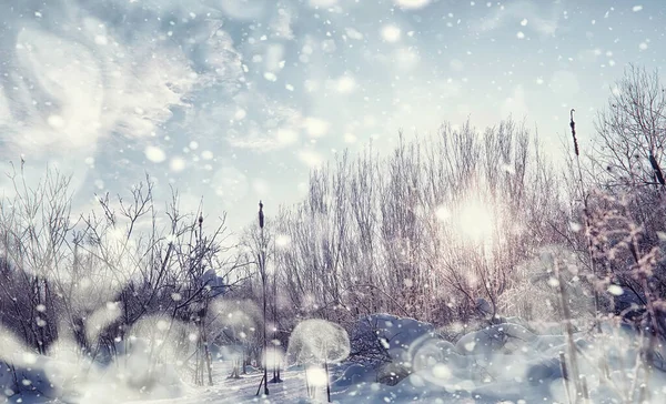 Vinterskogens Landskap Höga Träd Snötäcket Januari Frostiga Dag Parken — Stockfoto