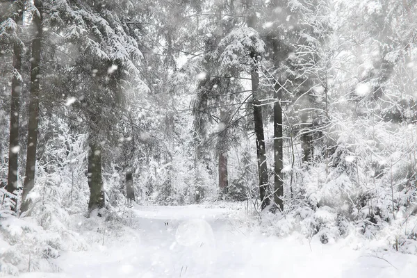 Winter Landscape Forest Snow Winter Park — Stock Photo, Image