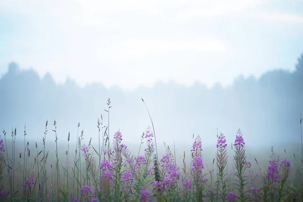 Fog in the field. Evening nature in summer with white fog.