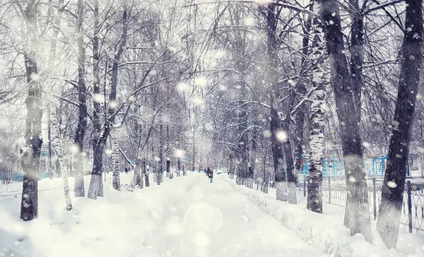 Vinterskogens Landskap Höga Träd Snötäcket Januari Frostiga Dag Parken — Stockfoto