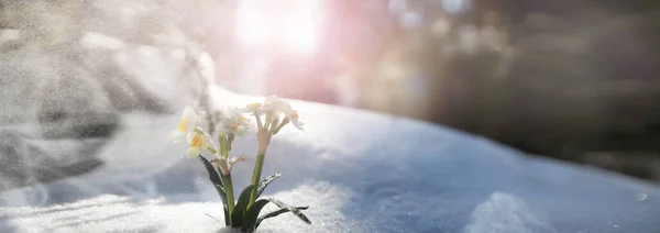 最初の春の花 森の中の雪だ 森の中の春の晴れた日 — ストック写真