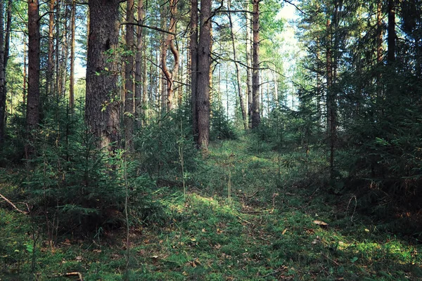 Verdes Brillantes Primavera Amanecer Bosque Naturaleza Cobra Vida Principios Primavera — Foto de Stock