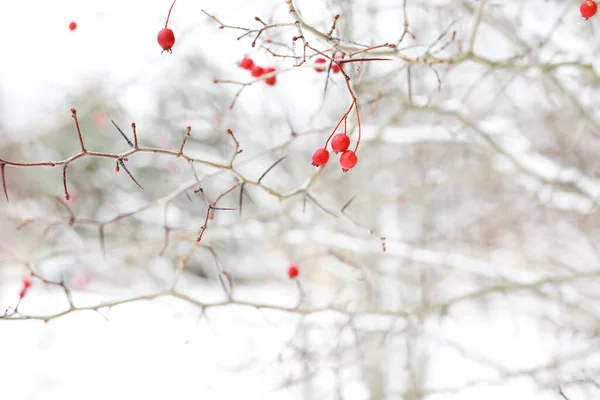 Paesaggio Invernale Campi Campagna Strade Nella Neve — Foto Stock