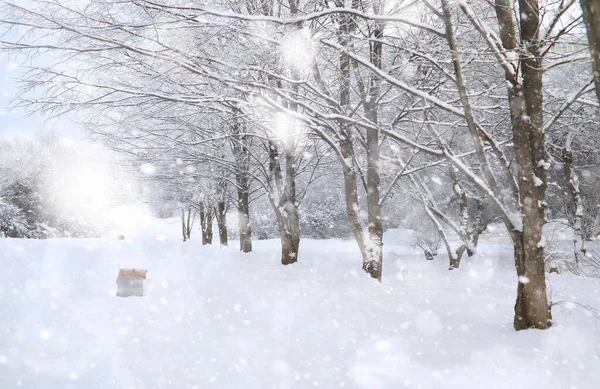 Winter Park Krajina Sněhového Počasí Lednový Den — Stock fotografie