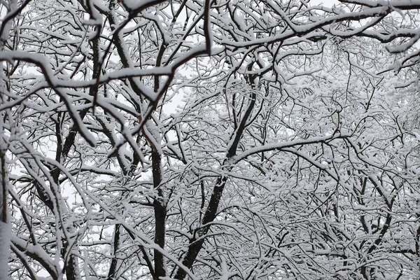 Vinterlandskap Skog Snön Vinterpark — Stockfoto