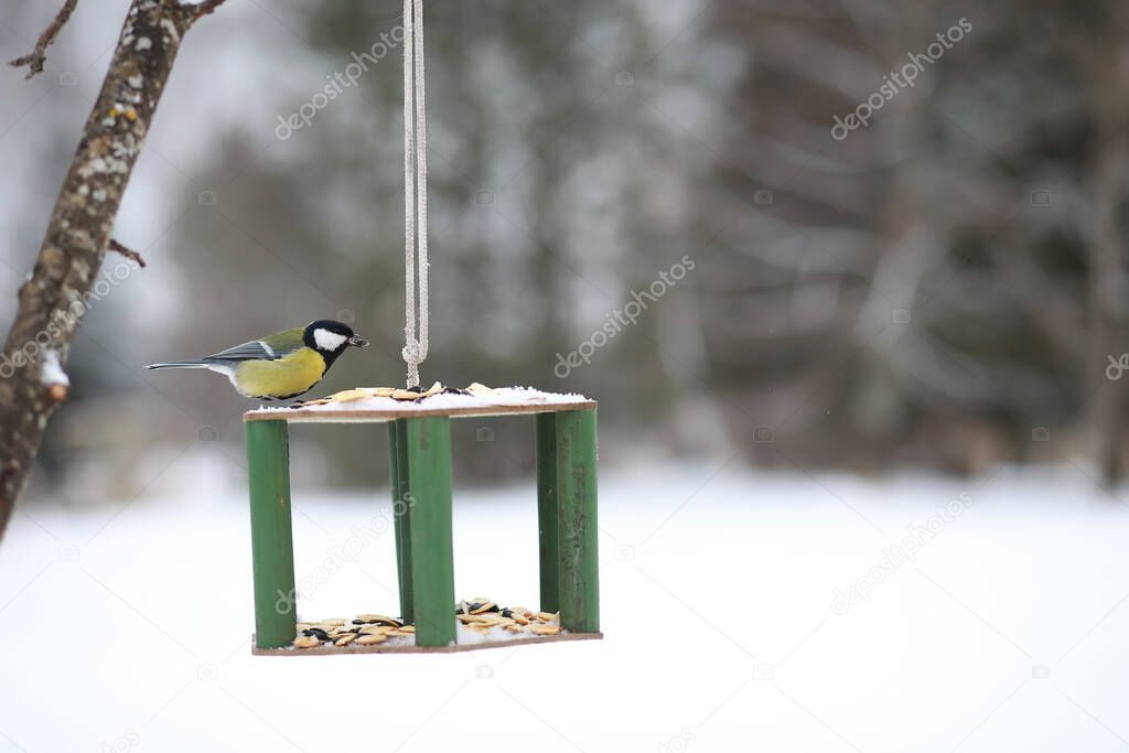 Little titmouse on the trough eats seeds. Winter bird.