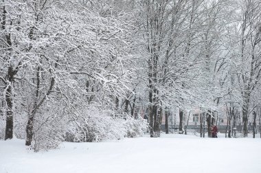 Kış manzarası. Karların altındaki orman. Kış Parkı.