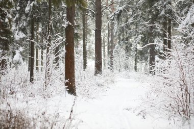 Kış manzarası. Karların altındaki orman. Kış Parkı.