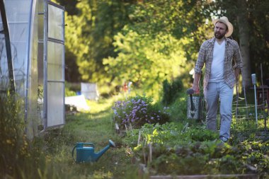 Erkek çiftçi akşamları sebze bahçesini suluyor.