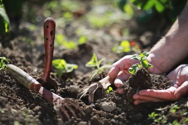 Elle yere inmek için küçük bir filiz.