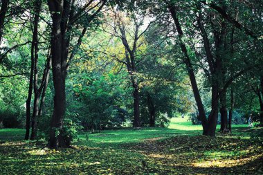 Parlak bahar, şafakta ormanda yeşilleniyor. Doğa ilkbaharın başlarında canlanır..