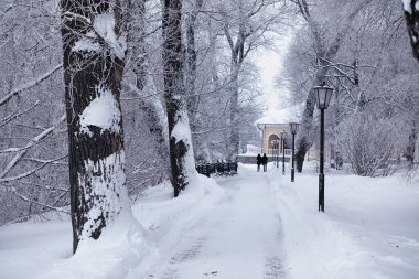Kış orman manzarası. Kar altında uzun ağaçlar. Ocak ayının soğuk günü parkta.