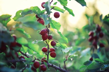 Parlak bahar, şafakta ormanda yeşilleniyor. Doğa ilkbaharın başlarında canlanır..