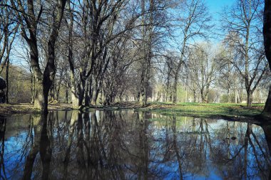 Parlak bahar, şafakta ormanda yeşilleniyor. Doğa ilkbaharın başlarında canlanır..