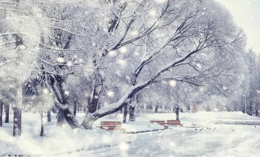 Kış orman manzarası. Kar altında uzun ağaçlar. Ocak ayının soğuk günü parkta.