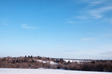 Kış orman manzarası. Kar altında uzun ağaçlar. Ocak ayının soğuk günü parkta.