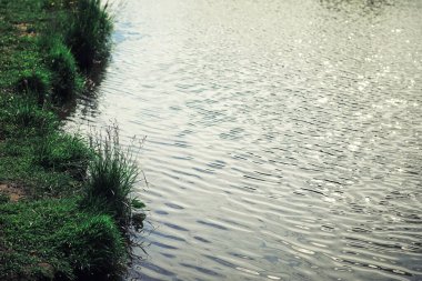 Parlak bahar, şafakta ormanda yeşilleniyor. Doğa ilkbaharın başlarında canlanır..